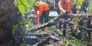 Proses evakuasi salah satu korban longsor yang tertimbun pohon di Klungkung.