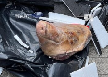 Kepala babi yang diterima kantor media Tempo. Dokumen Tempo