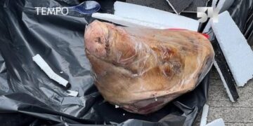 Kepala babi yang diterima kantor media Tempo. Dokumen Tempo