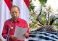 Kolase: Gubernur Bali Wayan Koster dan Pohon yang disakralkan di Bali. -IST
