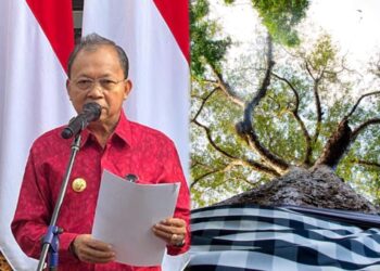 Kolase: Gubernur Bali Wayan Koster dan Pohon yang disakralkan di Bali. -IST