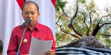 Kolase: Gubernur Bali Wayan Koster dan Pohon yang disakralkan di Bali. -IST