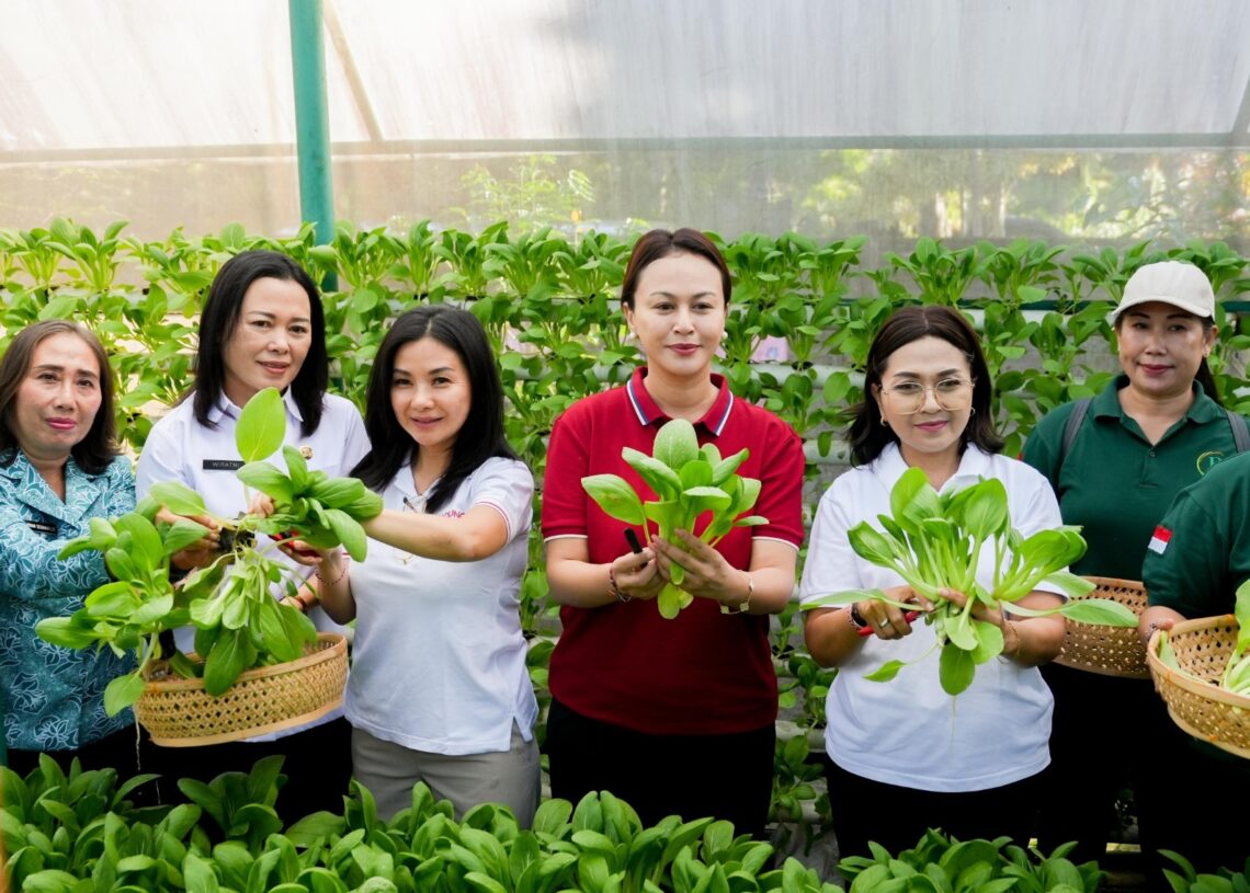 Ketua TP. PKK Badung, Nyonya Rasniathi Adi Arnawa (kanan) saat melakukan panen sayur Pokcoy. -Balitopik.com
