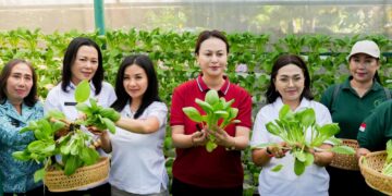 Ketua TP. PKK Badung, Nyonya Rasniathi Adi Arnawa (kanan) saat melakukan panen sayur Pokcoy. -Balitopik.com