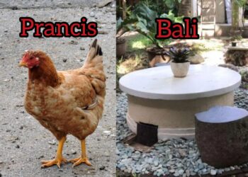 Ilustrasi ayam (di Prancis) dan Teba Modern (di Bali) untuk tangani masalah sampah organik. -IST/Balitopik.com