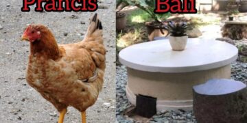 Ilustrasi ayam (di Prancis) dan Teba Modern (di Bali) untuk tangani masalah sampah organik. -IST/Balitopik.com