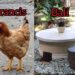 Ilustrasi ayam (di Prancis) dan Teba Modern (di Bali) untuk tangani masalah sampah organik. -IST/Balitopik.com