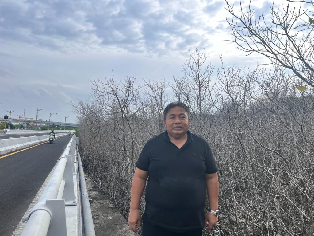 Nyoman Parta saat meninjau ratusan pohon mangrove yang mati di kawasan Pelindo Benoa. -Balitopik.com