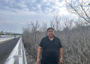 Nyoman Parta saat meninjau ratusan pohon mangrove yang mati di kawasan Pelindo Benoa. -Balitopik.com
