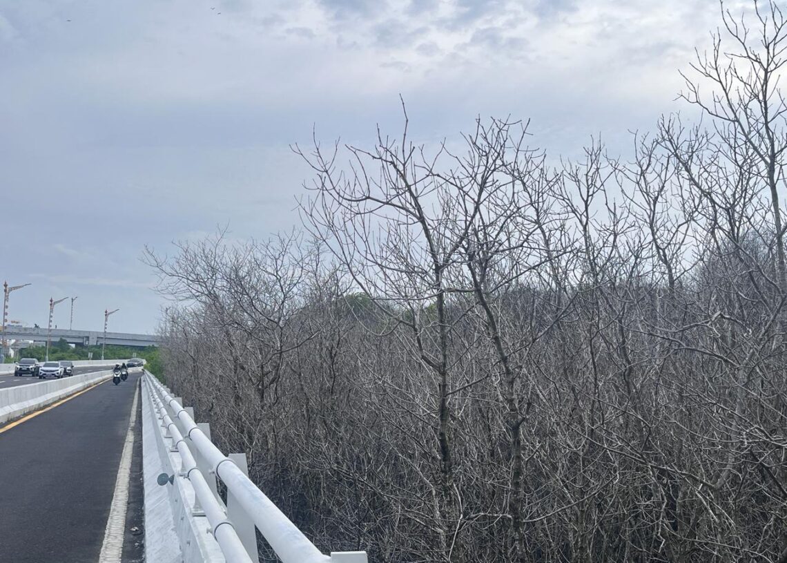 Potret ratusan pohon mangrove yang mati di kawasan Pelindo Benoa. -Balitopik.com