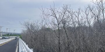 Potret ratusan pohon mangrove yang mati di kawasan Pelindo Benoa. -Balitopik.com