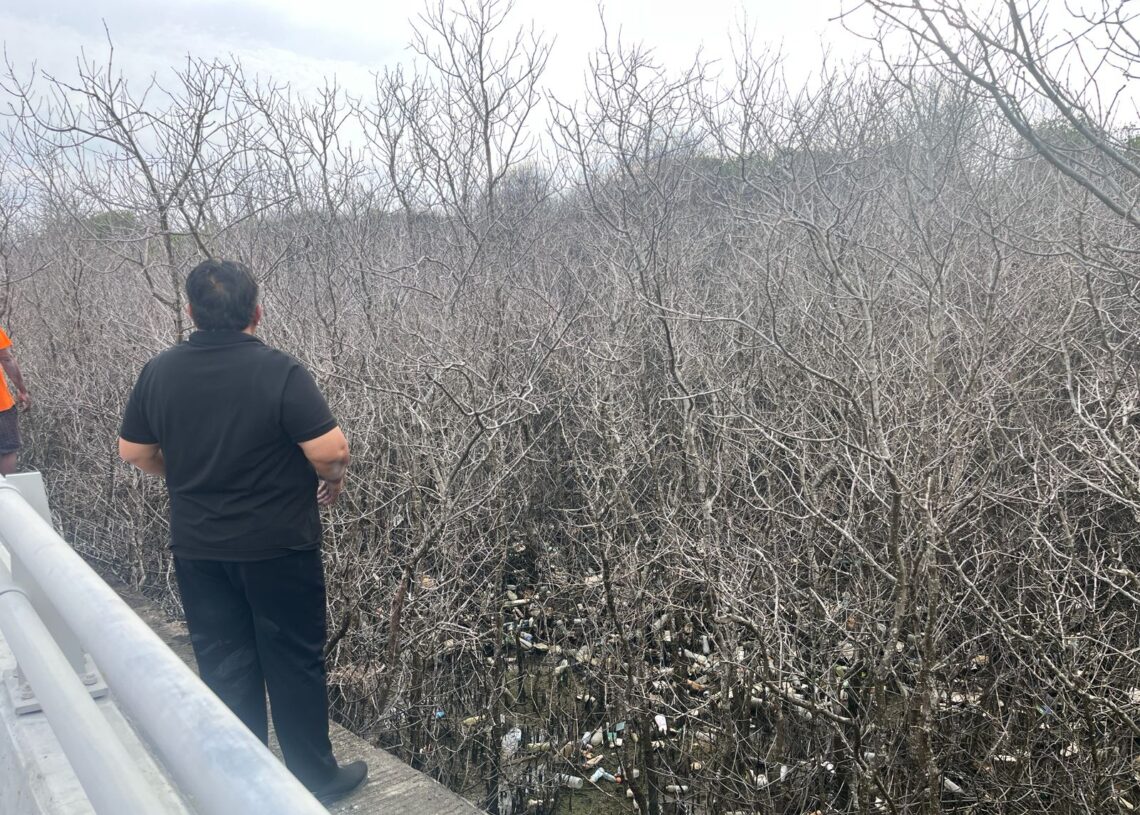 Nyoman Parta saat meninjau ratusan pohon mangrove di Benoa. -Balitopik.com.