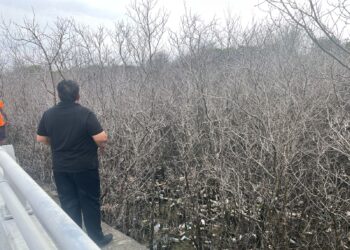 Nyoman Parta saat meninjau ratusan pohon mangrove di Benoa. -Balitopik.com.