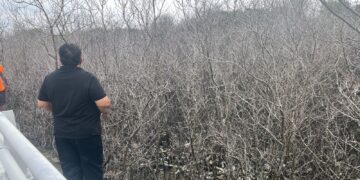Nyoman Parta saat meninjau ratusan pohon mangrove di Benoa. -Balitopik.com.