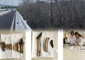 Gambar 1. Pengujian Visual Bagian Akar dan Batang Sampel Mangrove