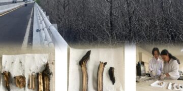 Gambar 1. Pengujian Visual Bagian Akar dan Batang Sampel Mangrove