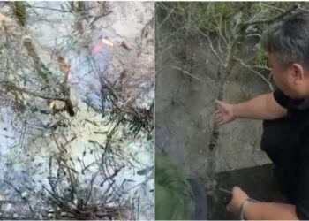 Nyoman Parta saat menunjuk tumpahan solar di kawasan mangrove yang sudah mati. -Balitopik.com