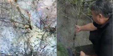Nyoman Parta saat menunjuk tumpahan solar di kawasan mangrove yang sudah mati. -Balitopik.com