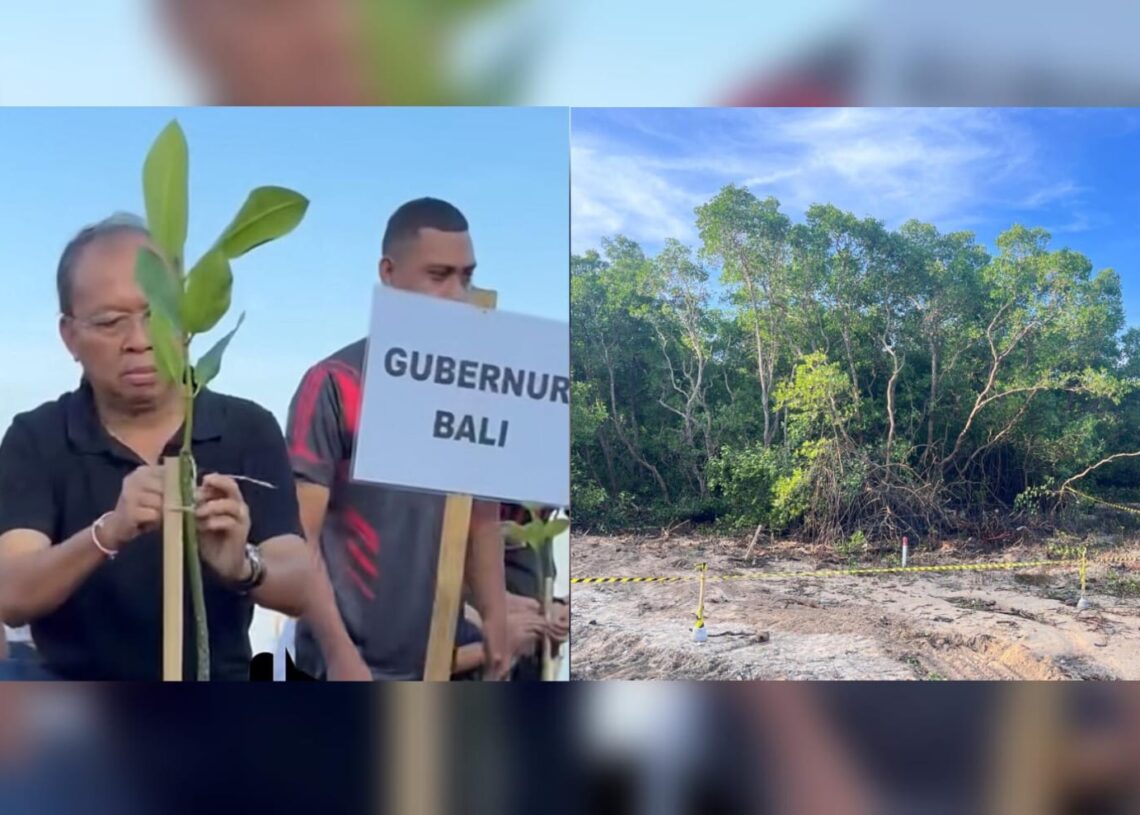 Kolase: Gubernur Bali Wayan Koster saat mennnam mangrove tadi pagi dan lahan BTID yang disegel karena dugaan pembabatan mangrove. -BALITOPIK.COM