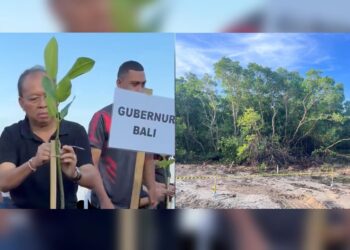 Kolase: Gubernur Bali Wayan Koster saat mennnam mangrove tadi pagi dan lahan BTID yang disegel karena dugaan pembabatan mangrove. -BALITOPIK.COM