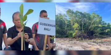 Kolase: Gubernur Bali Wayan Koster saat mennnam mangrove tadi pagi dan lahan BTID yang disegel karena dugaan pembabatan mangrove. -BALITOPIK.COM