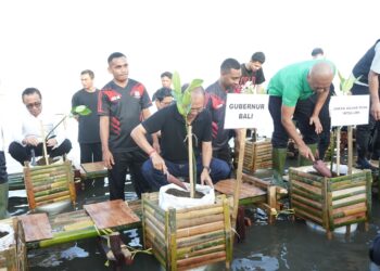 Koster tanam mangrove di Tanjung Benoa bersama Kejagung