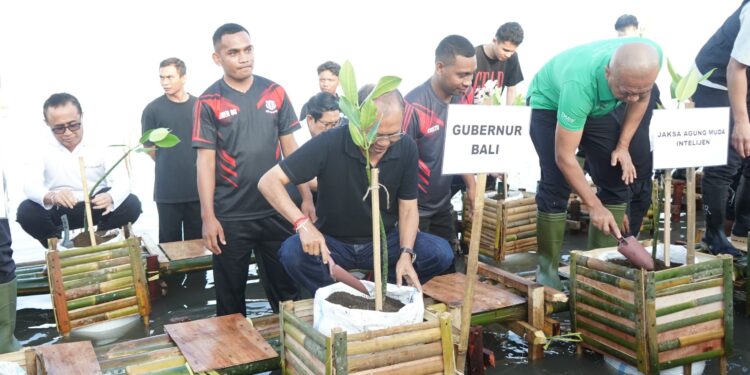 Koster tanam mangrove di Tanjung Benoa bersama Kejagung