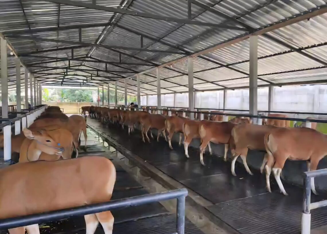Potret sapi Bali yang siap didistribusikan ke pasar. -IST/BALITOPIK.COM