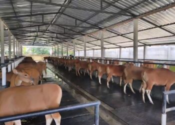 Potret sapi Bali yang siap didistribusikan ke pasar. -IST/BALITOPIK.COM