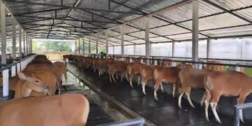 Potret sapi Bali yang siap didistribusikan ke pasar. -IST/BALITOPIK.COM