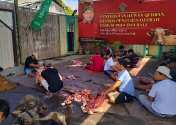 Pengurus BAMUSI Bali saat memotong hewan qurban yang disumbangkan oleh Wayan Koster. -BALITOPIK.COM