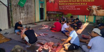 Pengurus BAMUSI Bali saat memotong hewan qurban yang disumbangkan oleh Wayan Koster. -BALITOPIK.COM