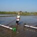 Bupati Badung I Wayan Adi Arnawa (kanan) saat uji coba metode Pertanian Modern Advanced Agriculture System. -IST