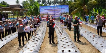 Gubernur Bali, Wayan Koster saat mengikuti penanaman bawang putih serentak di Banjar Kelodan, Kecamatan Tampaksiring, Kabupaten Gianyar, Rabu (19/8/2026). -IST