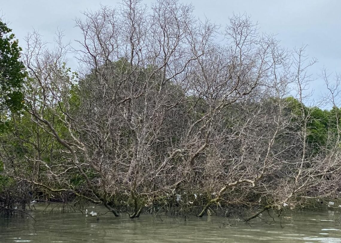 Kondisi pohon mangrove yang mati karena paparan minyak di Pedungan. -IST