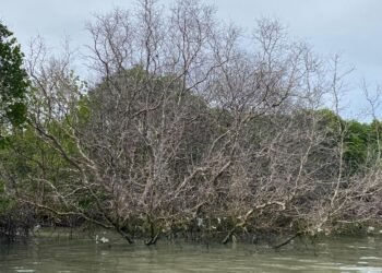 Kondisi pohon mangrove yang mati karena paparan minyak di Pedungan. -IST