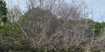 Kondisi pohon mangrove yang mati karena paparan minyak di Pedungan. -IST