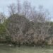 Kondisi pohon mangrove yang mati karena paparan minyak di Pedungan. -IST