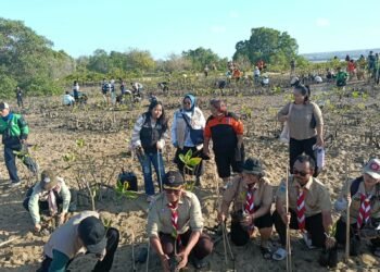 Pramuka Peduli Kwarda Bali ikut berpartisipasi dalam Gerakan Bali Menanam melalui aksi penanaman mangrove di Pulau Pudut, Tanjung Benoa, Badung. -BALITOPIK.COM
