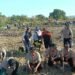 Pramuka Peduli Kwarda Bali ikut berpartisipasi dalam Gerakan Bali Menanam melalui aksi penanaman mangrove di Pulau Pudut, Tanjung Benoa, Badung. -BALITOPIK.COM